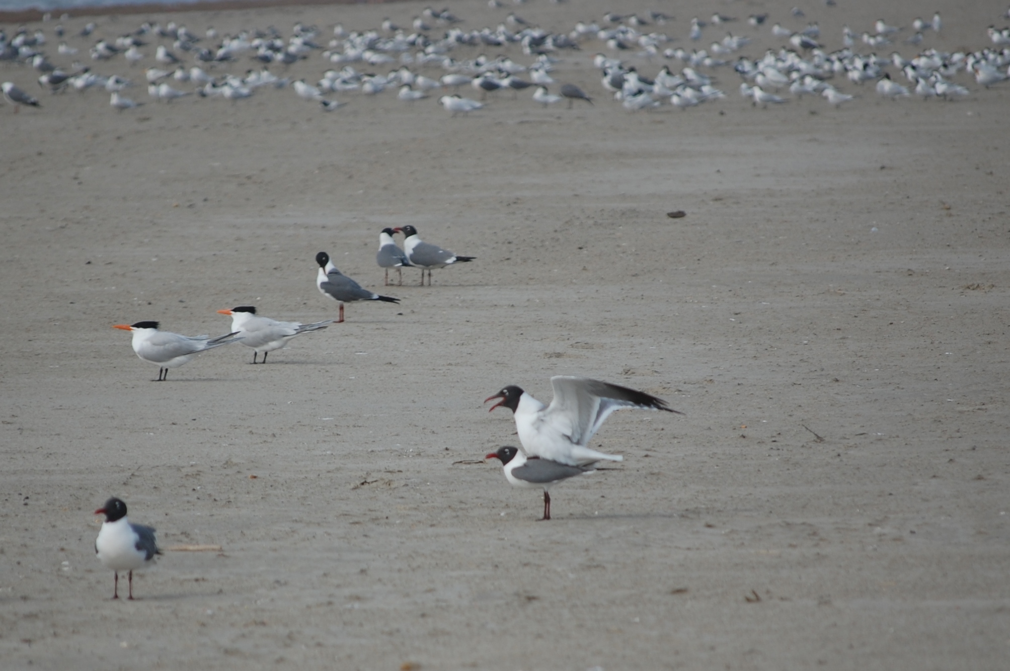 Birds do it, terns do it. And  so do laughing gulls. (Photo by Terry Byrne)